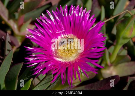 Une abeille sur une fleur rose Banque D'Images