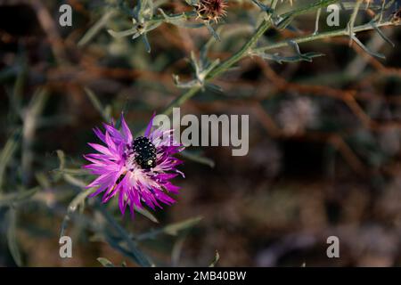 Un coléoptère rose à pois blancs sur une fleur de chardon à lait mauve. Banque D'Images