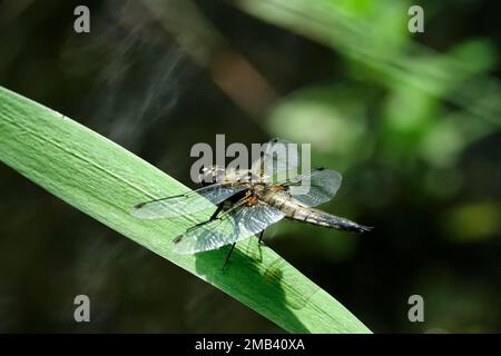 Dragonfly sur le nénuphars, Saxe, Allemagne Banque D'Images