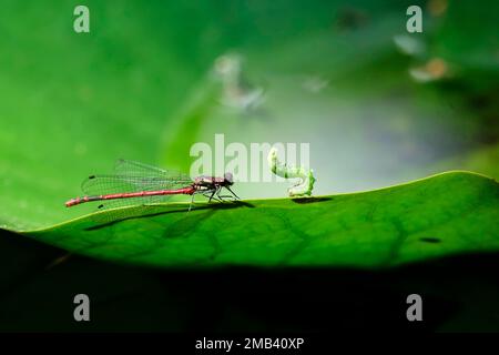 Dragonfly sur le nénuphars, Saxe, Allemagne Banque D'Images