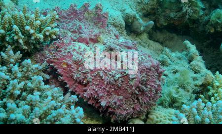 Gros plan de la corégone rose se trouve sur les coraux. Corégone de récif (Synanceia verrucosa) . Mer rouge, Égypte Banque D'Images