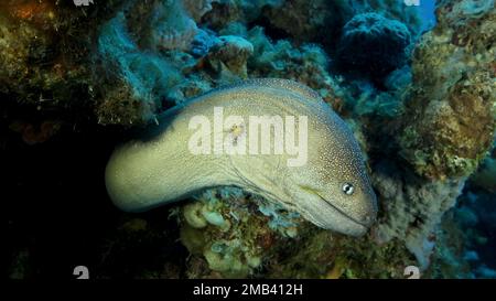 Portrait en gros plan de Moray sort de sa cachette. Moray Eel à embouchure jaune (Gymnothorax nudivomer) Mer Rouge, Égypte Banque D'Images