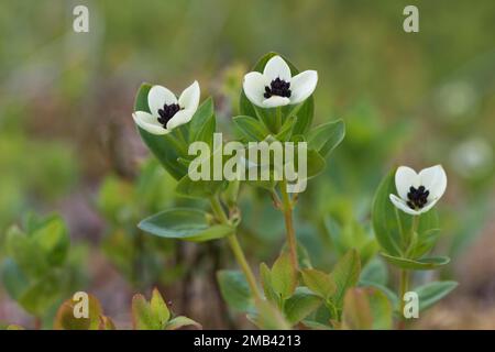 Cornouiller suédois (Cornus suecica), Kvaloya, Norvège Banque D'Images