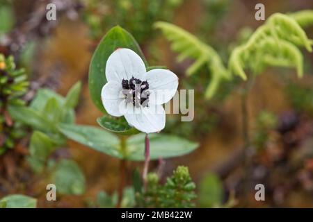 Cornouiller suédois (Cornus suecica), Kvaloya, Norvège Banque D'Images