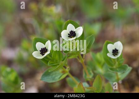 Cornouiller suédois (Cornus suecica), Kvaloya, Norvège Banque D'Images