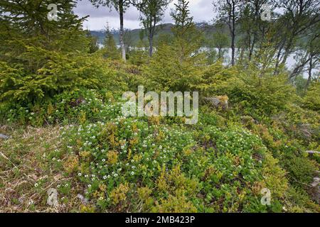 Cornouiller suédois (Cornus suecica), Kvaloya, Norvège Banque D'Images