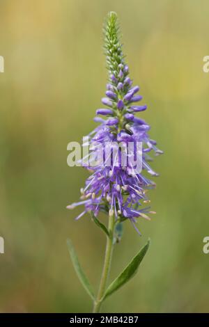 Véronique des champs (Veronica spicata dopés), de l'Ems, Basse-Saxe, Allemagne Banque D'Images