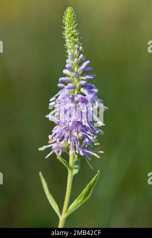 Véronique des champs (Veronica spicata dopés), de l'Ems, Basse-Saxe, Allemagne Banque D'Images