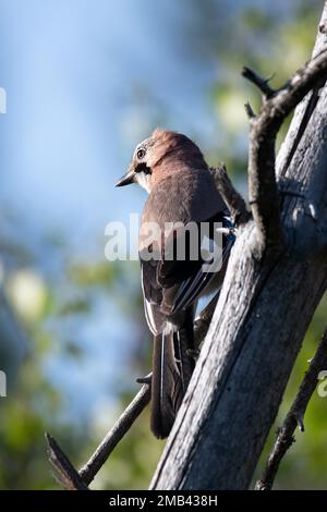 Geai eurasien (Garrulus glandarius), assis sur un arbre mort au soleil du soir, Hinterzarten, Forêt Noire, Allemagne Banque D'Images