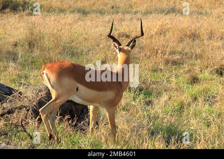 Un dollar impala face au touriste au parc national Kruger en Afrique du Sud Banque D'Images