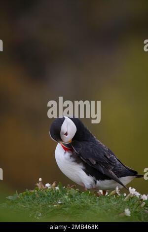 Macareux de l'Atlantique (Fratercula arctica), oiseau adulte prêchant sur une falaise, île de Skomer, Pembrokeshire, pays de Galles, Royaume-Uni Banque D'Images