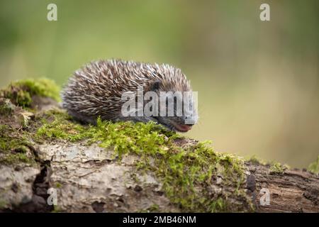 Hérisson européen (erinaceus europaeus) juvénile sur une branche d'arbre déchue, Suffolk, Angleterre, Royaume-Uni Banque D'Images