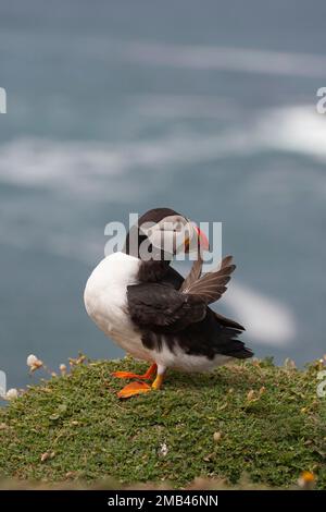 Macareux de l'Atlantique (Fratercula arctica), oiseau adulte prêchant sur une falaise, île de Skomer, Pembrokeshire, pays de Galles, Royaume-Uni Banque D'Images