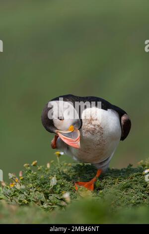 Macareux de l'Atlantique (Fratercula arctica), oiseau adulte prêchant sur une falaise, île de Skomer, Pembrokeshire, pays de Galles, Royaume-Uni Banque D'Images