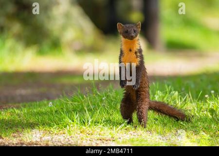 Martre d'Europe (Martes martes) adulte debout sur ses pattes arrière dans une forêt, Ardnamurchan, Écosse, Royaume-Uni Banque D'Images