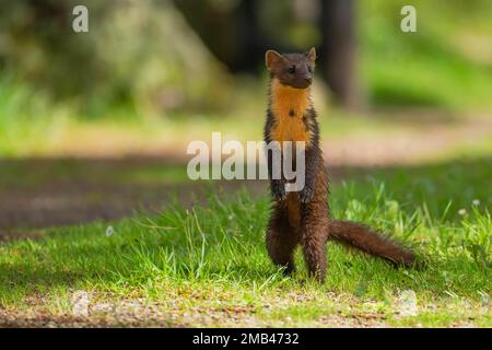 Martre d'Europe (Martes martes) adulte debout sur ses pattes arrière dans une forêt, Ardnamurchan, Écosse, Royaume-Uni Banque D'Images