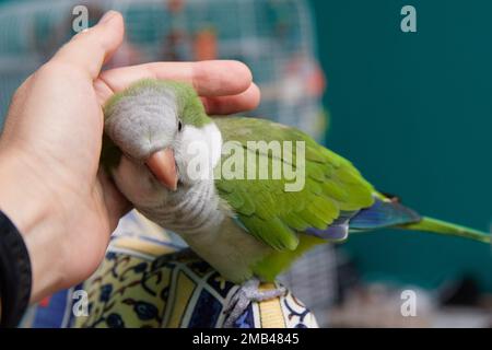 Gros plan de Monk Parakeet sympathique et mignon. Perroquet Quaker vert et main. La femme est perroquet de pétulage Banque D'Images