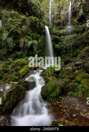 Cascade sur une face rocheuse surcultivée avec des fougères et de la mousse, longue exposition, Levada do Caldeirao Verde, Parque Florestal das Queimadas, Madère, Portugal Banque D'Images