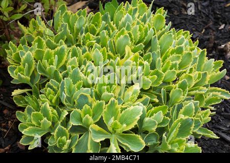 Stonecrop (Sedum telephium) charme d'automne à la frontière du paillis au printemps, Québec, Canada Banque D'Images