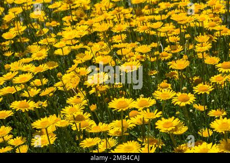 La camomille de Yellow Dyer (Anthemis tinctoria) à la frontière en été, Québec, Canada Banque D'Images