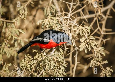 Crimson a croisé Gonolek dans un arbuste du parc transfrontier de Kgalagadi, Afrique du Sud; espèce Laniarius atococcineus famille des Malaconotidae Banque D'Images