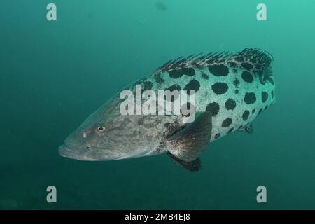 Mérou de pomme de terre (Epinephelus tukula) . Site de plongée Aliwal Shoal, Umkomaas, KwaZulu Natal, Afrique du Sud Banque D'Images