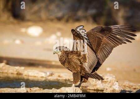 L'aigle Bateleur débarque au trou d'eau du parc transfrontier de Kgalagadi, Afrique du Sud ; famille des espèces Terathopius ecaudatus d'Accipitridae Banque D'Images