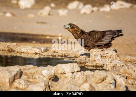 Bateleur Eagle purent dans un trou d'eau du parc transfrontier de Kgalagadi, Afrique du Sud ; famille des espèces Terathopius ecaudatus d'Accipitridae Banque D'Images