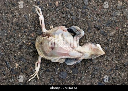 Jeune oiseau mort pris du nid, Berlin, Allemagne Banque D'Images