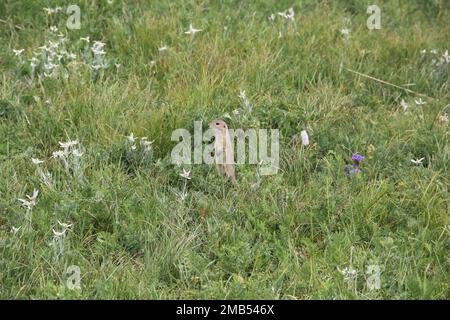 Un unique écureuil européen debout au milieu d'un champ vert et regardant vers l'avenir Banque D'Images