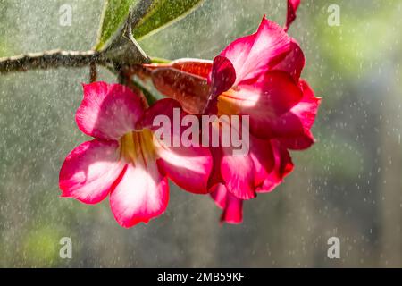 Une fleur d'adenium rose (adenium obesum) qui fleurit est trempée dans la pluie brumeuse, le fond de feuilles vertes et brumeuses et le raindro doux Banque D'Images