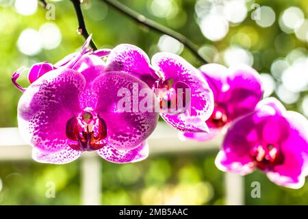 Une branche rose d'orchidée de lune ou d'orchidée de papillon (phalaenopsis amabilis) en fleur, des feuilles vertes floues et une lumière du soleil vive Banque D'Images