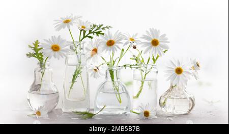 Magnifiques fleurs de Marguerite dans des vases en verre sur fond clair.Composition florale dans l'intérieur de la maison.flou Banque D'Images