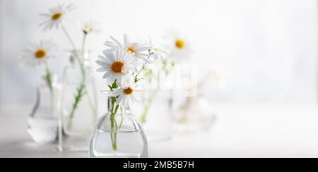 Magnifiques fleurs de Marguerite dans des vases en verre sur fond clair.Composition florale dans l'intérieur de la maison.flou Banque D'Images