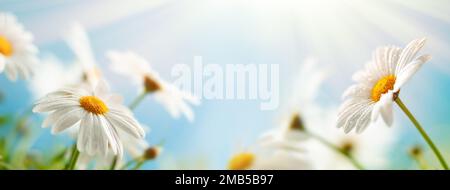 Belles fleurs de camomille dans la prairie.Scène nature printemps ou été avec Marguerite en fleurs dans les éruptions de soleil. Banque D'Images