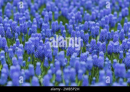 Tapis de printemps muscari bleu Keukenhof, Holland fond Banque D'Images
