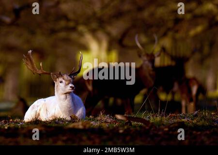 Deer à Bushy Park à Londres. Date de la photo: Vendredi 20 janvier 2023. Banque D'Images