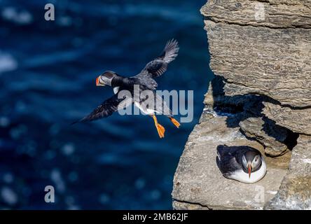 Macareux, Marwick Head, Orcades Banque D'Images