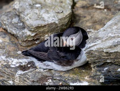 Macareux, Marwick Head, Orcades Banque D'Images