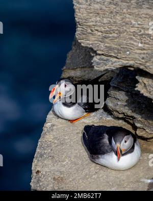 Macareux, Marwick Head, Orcades Banque D'Images