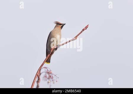 Jaseur boréal (Bombycilla garrulus) Banque D'Images