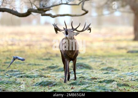 Un cerf dans Bushy Park à Londres. Date de la photo: Vendredi 20 janvier 2023. Banque D'Images