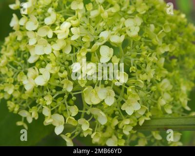 Gros plan d'une tête de fleur d'Hydrangea arborescens 'Incrediball' dans son état vert lime, vient d'entrer dans la fleur Banque D'Images