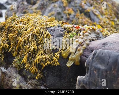 Gros plan sur une roche sur une plage en Écosse, sur une baie canaliculata canalisée (Pelvetia canaliculata) et sur une baie à vessie (Fucus vesiculosus) Banque D'Images
