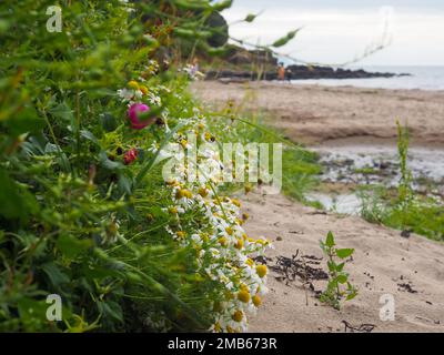 Scène balnéaire écossaise avec plage, mer et fleurs sauvages côtières, y compris des pâquerettes à œnox (leucanthemum vulgare) Banque D'Images