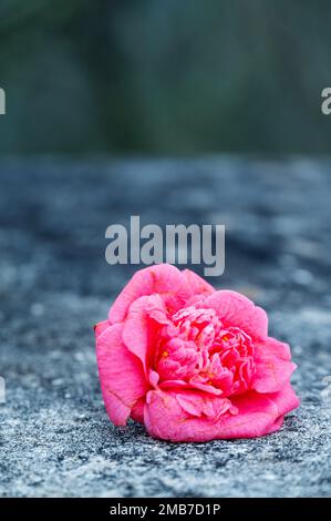 Une fleur rose reposant sur un béton gris Banque D'Images