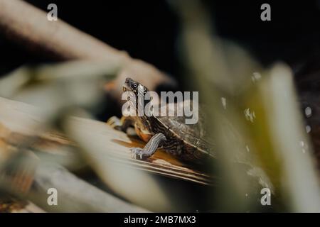 Northumberland UK: 6th juin 2022: Zoo de Northumberland fausse carte tortue, Graptemys pseudogeographica Banque D'Images