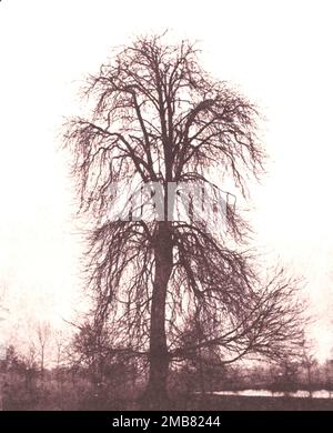 William Henry Fox Talbot - Ulme dans Lacock c1842 - silhouette d'arbre d'hiver Banque D'Images