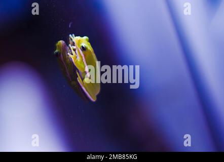 Grenouille sur la fenêtre Banque D'Images