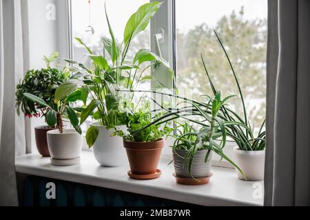 Beaucoup de plantes de maison poussant sur le seuil de fenêtre. De gauche à droite : Ardisia crenata, Euphorbia leuconeura, Spathiphyllum, Asplenium nidus, Aloe vera... Banque D'Images